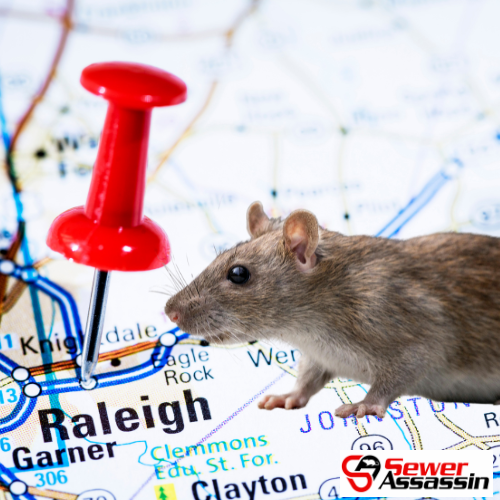 Rat Problem in Raleigh, NC