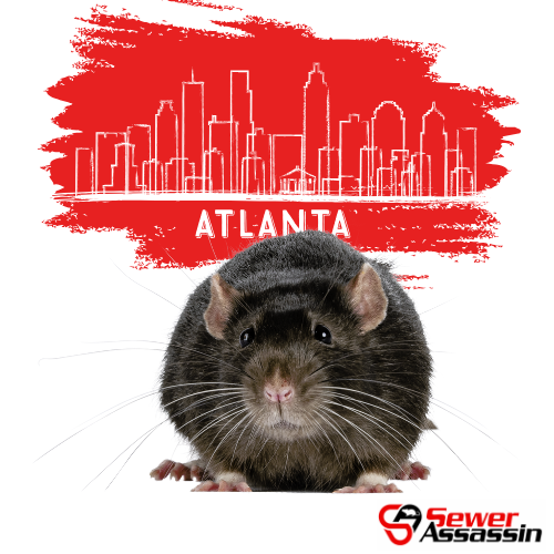 rat problem in Atlanta