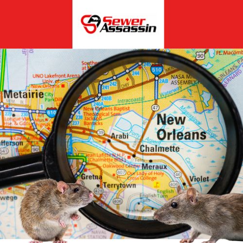 how to solve the Rat Problem in New Orleans
