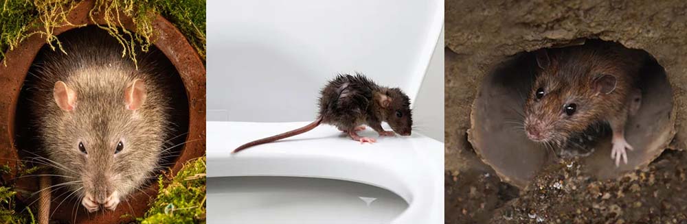 rat infestation in my state