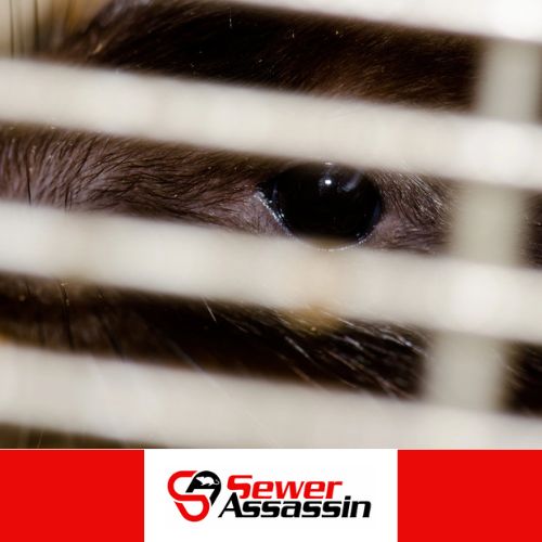 how to combat sewer based rodents