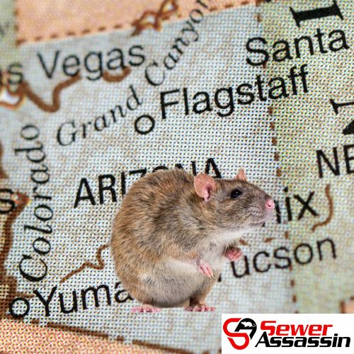 rats in problem