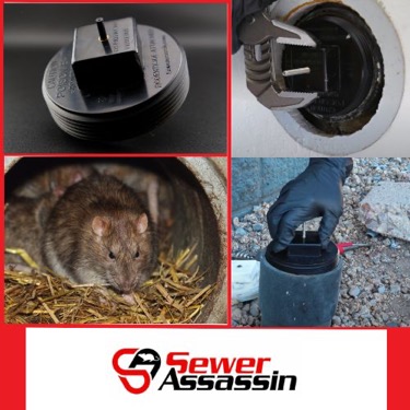 One of the bet rodent biat station
