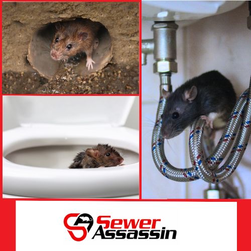 how to solve Chicago's rat problem