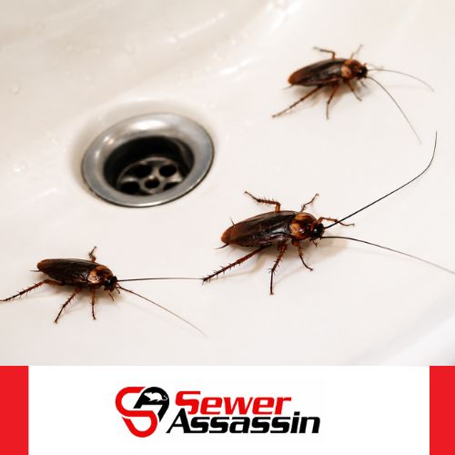 amercian cockroaches in my drain