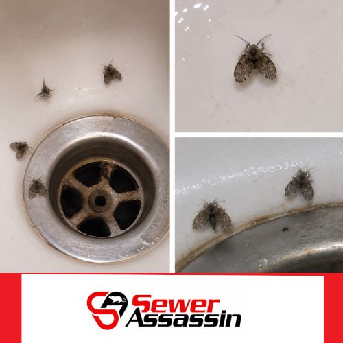 how to get rid of drain flies