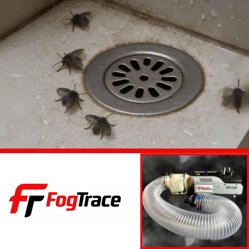 best ways to get rid of drain flies