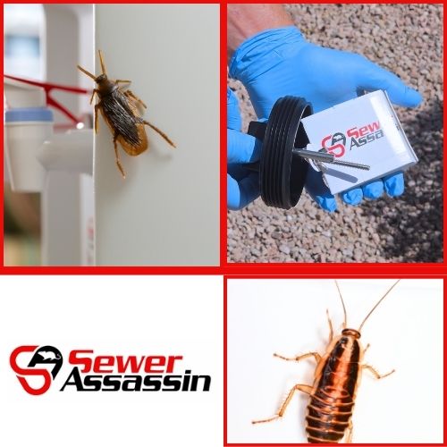 Where to place glue boards to monitor roaches along walls