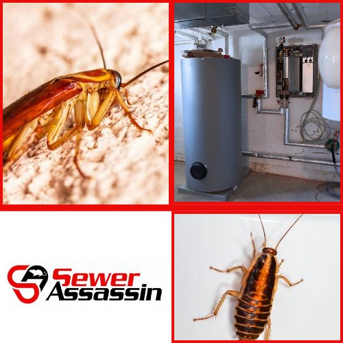 Where to place glue boards to monitor roaches in boiler rooms