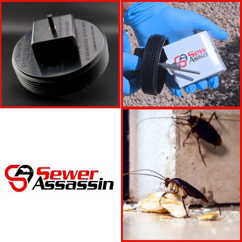 best glue boards for pests