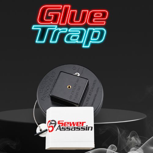 glue board for roaches and bugs
